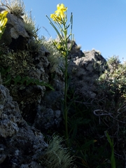 Erysimum franciscanum