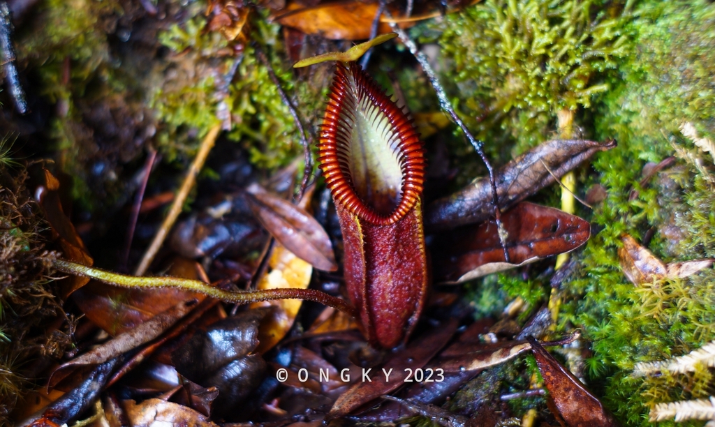 Nepenthes diabolica A.Bianchi, Chi.C.Lee, Golos, Mey, M.Mansur & A.S.Rob.