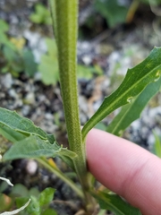 Erysimum franciscanum