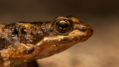 Eungella Day Frog photo 2