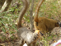 Eulemur rufifrons