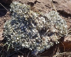 Eriogonum tenellum