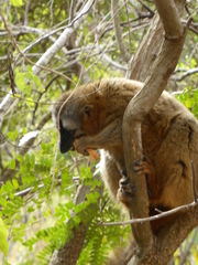 Eulemur rufifrons