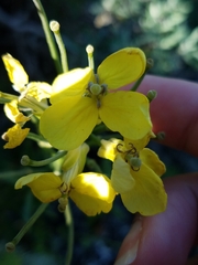 Erysimum franciscanum