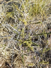 Baccharis pteronioides