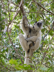 Propithecus verreauxi