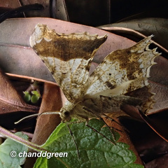 Krananda oliveomarginata