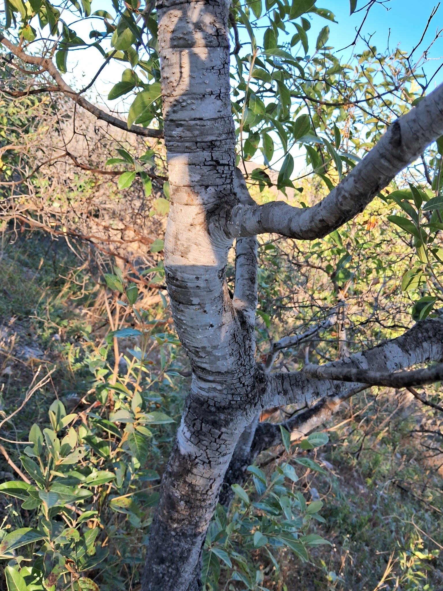 Imagem de Murici-verde