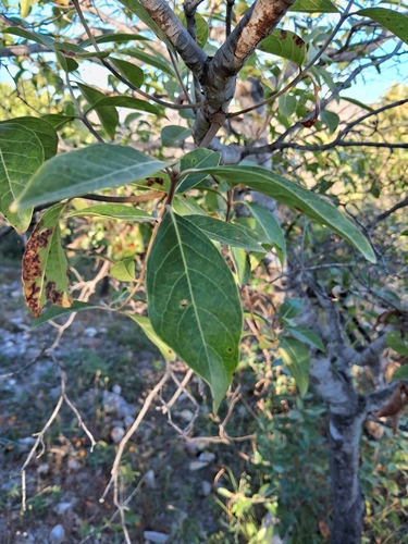 Foto de Murici-verde