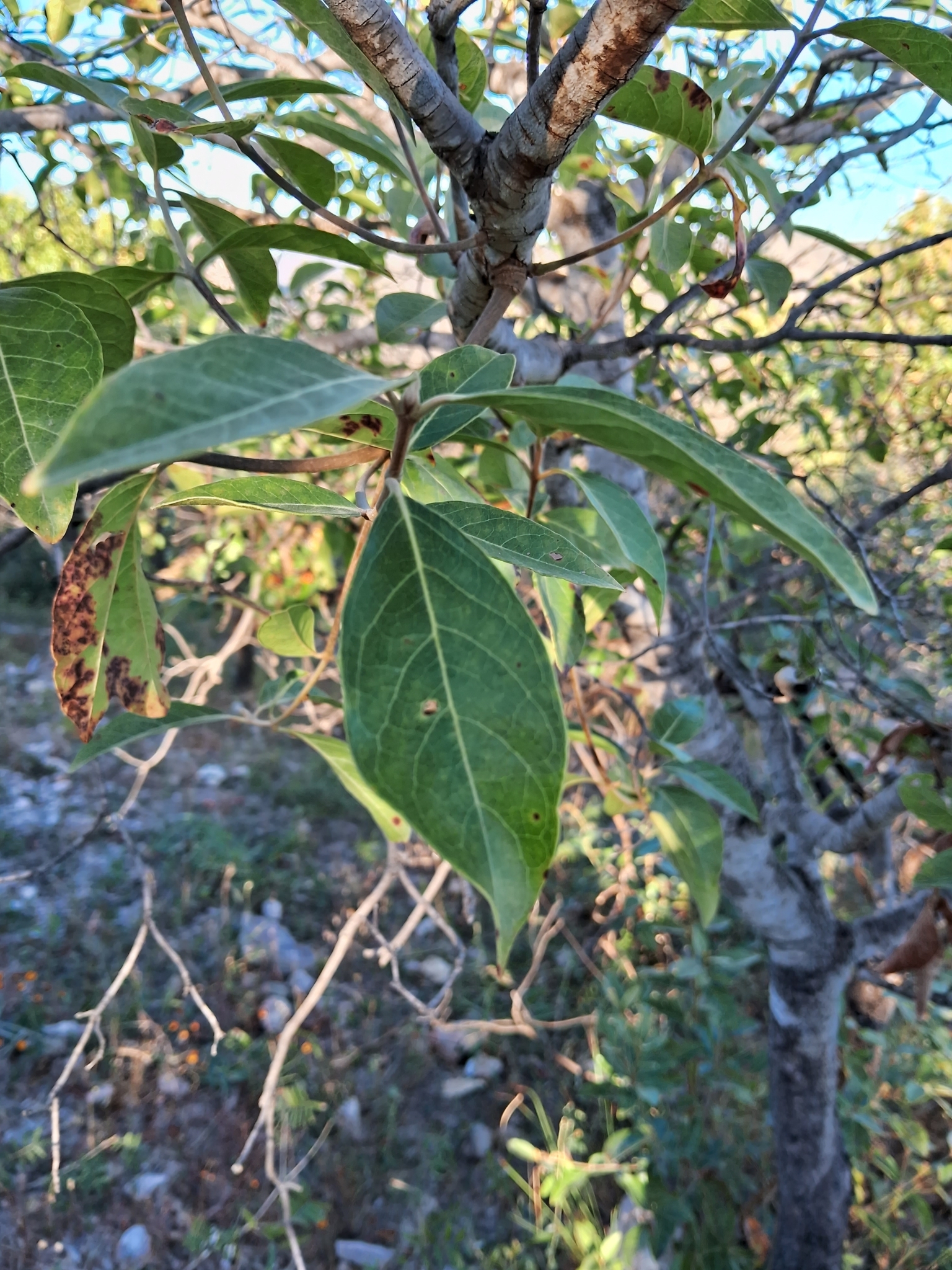 Imagem de Murici-verde