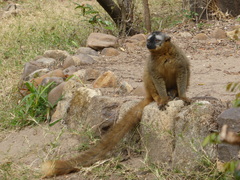 Eulemur rufifrons