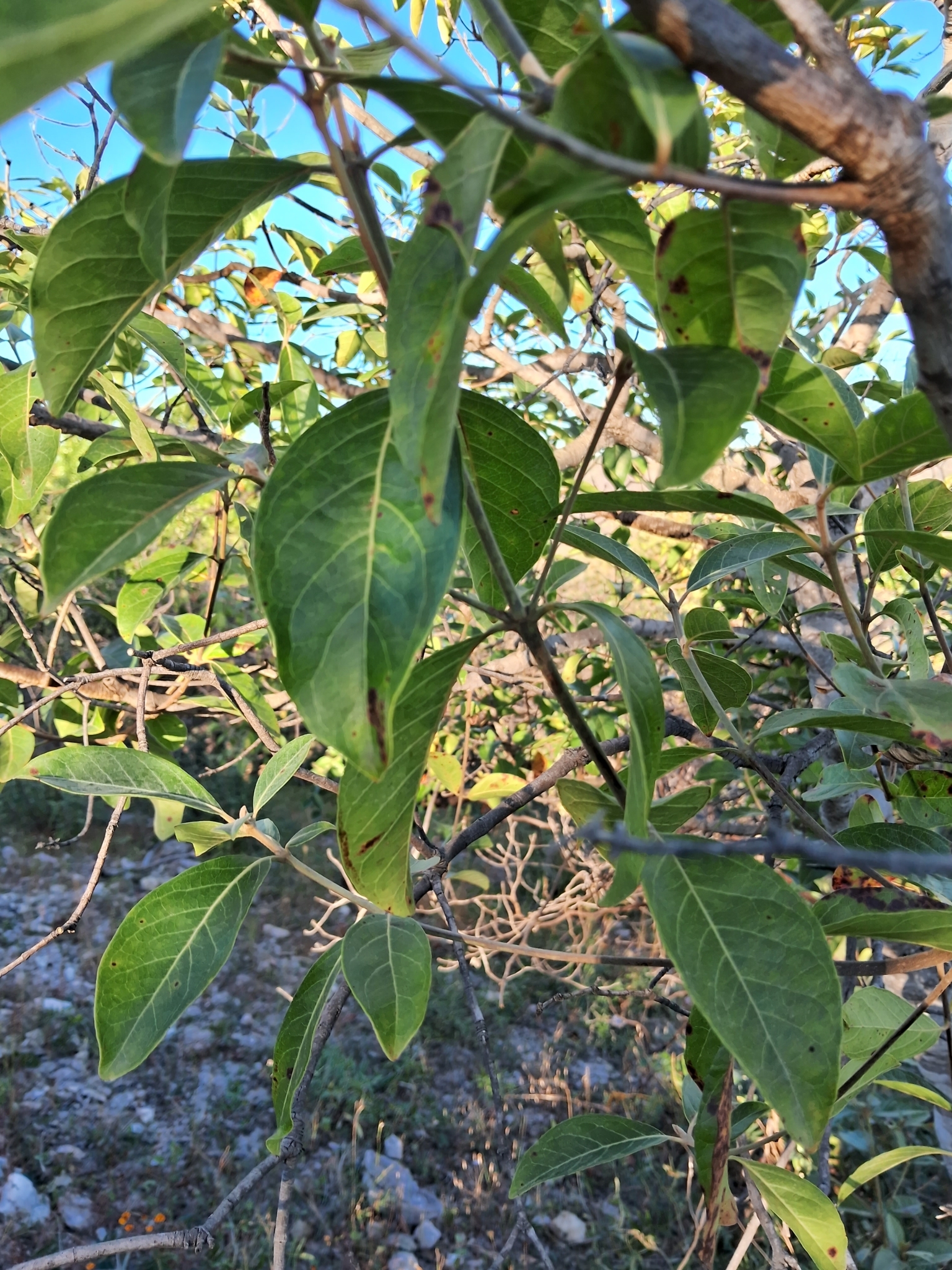 Imagem de Murici-verde
