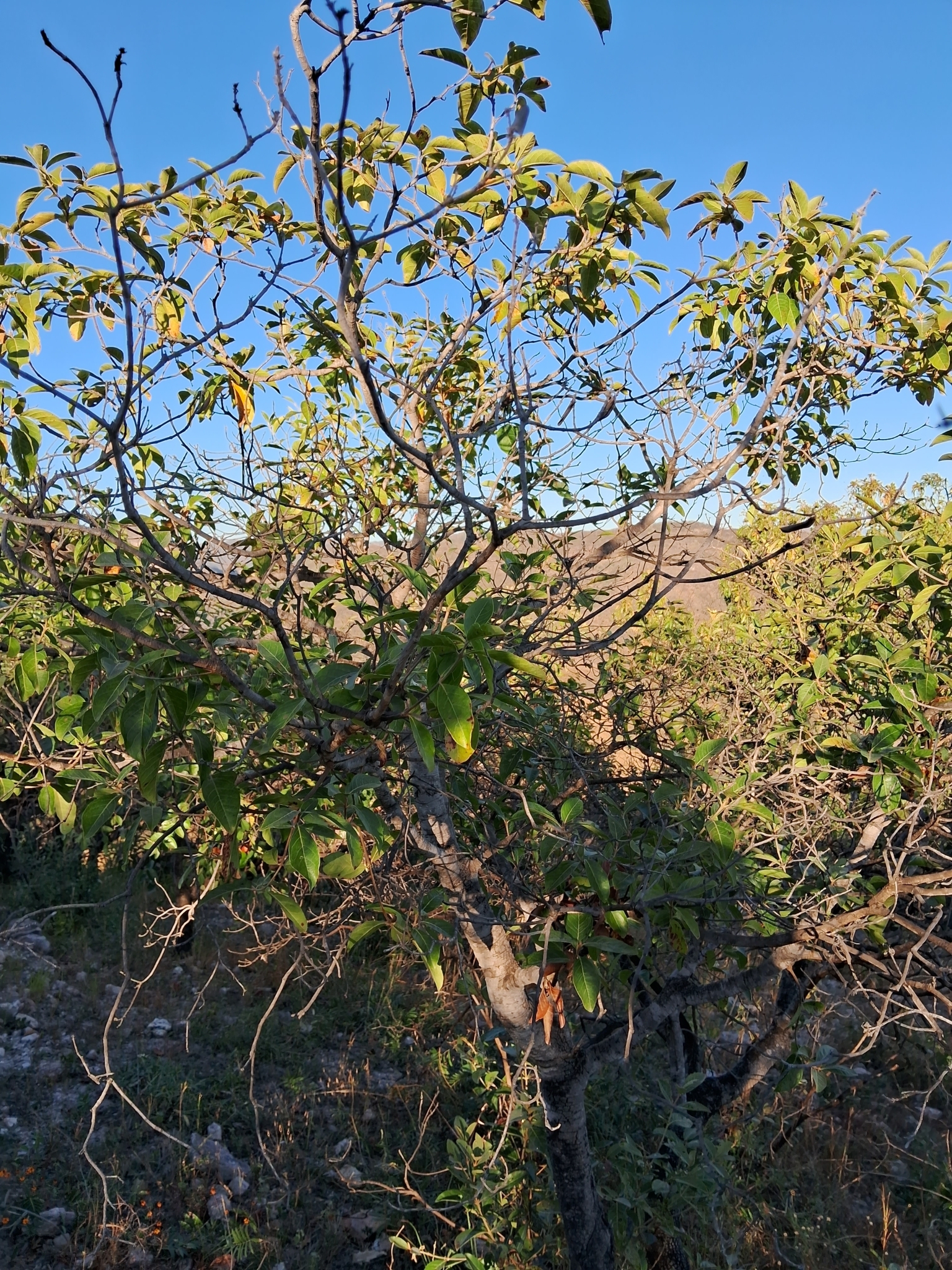Imagem de Murici-verde