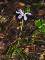 Iris longipetala