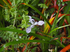 Iris longipetala