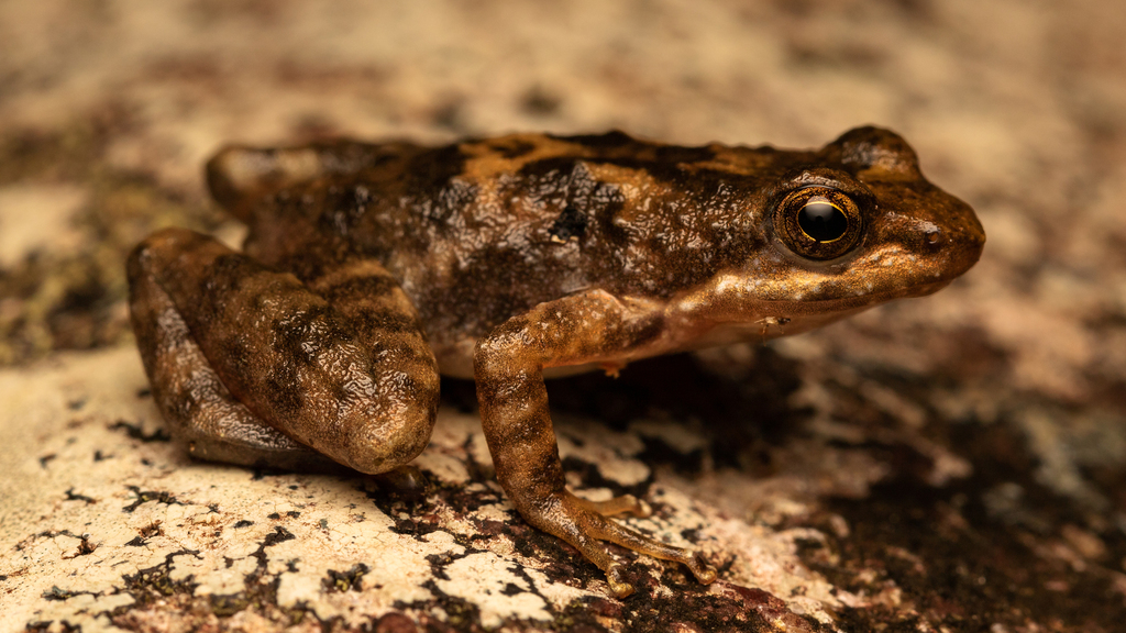 Eungella Day Frog