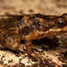 Eungella Day Frog - Photo (c) James Bennett, some rights reserved (CC BY-NC), uploaded by James Bennett