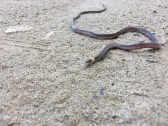 Enulius flavitorques