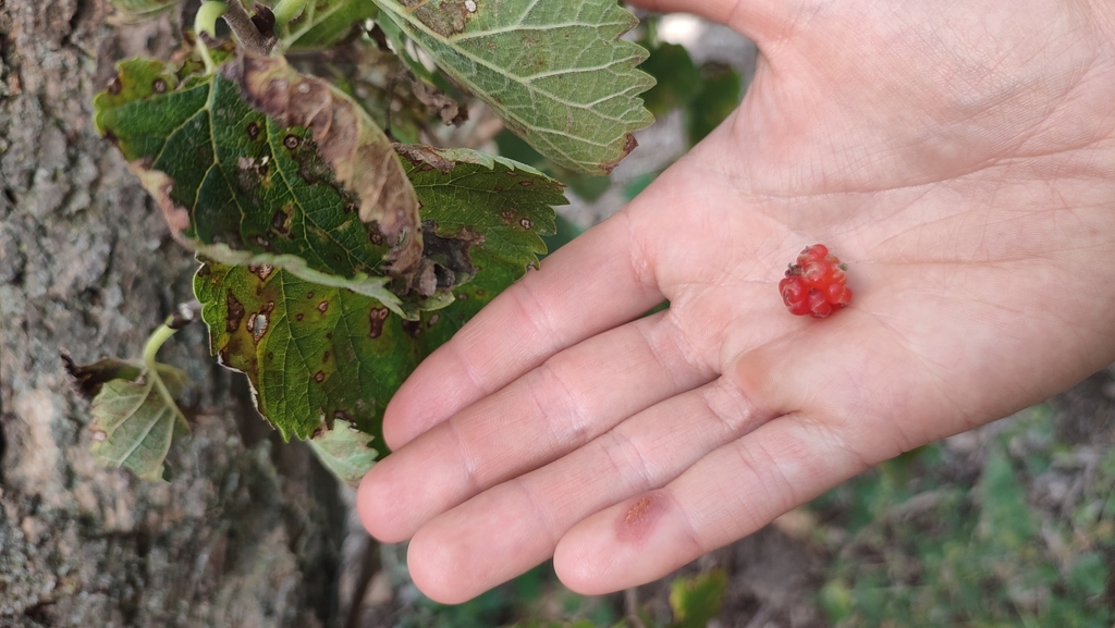 Morus nigra, Alphington VIC 3078, Australia