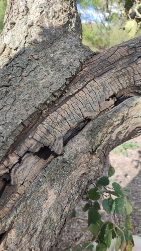 Morus nigra