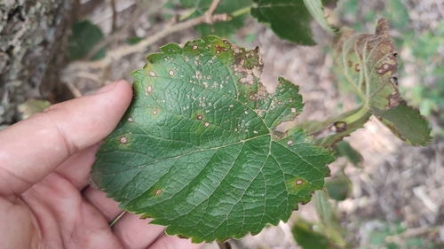 Morus nigra