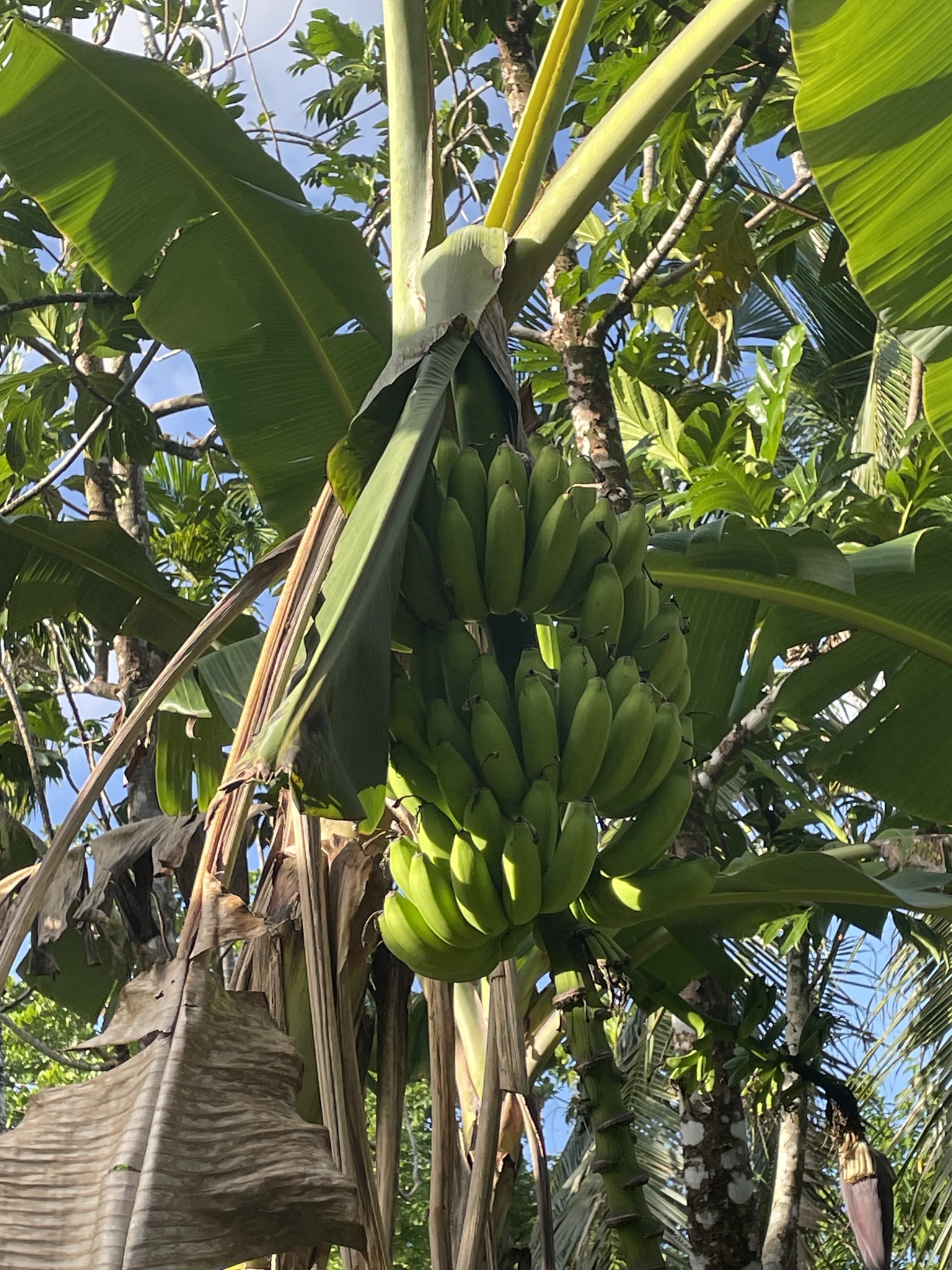 Imagem de Bananeira