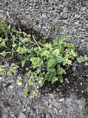 Cerastium