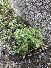 Cerastium