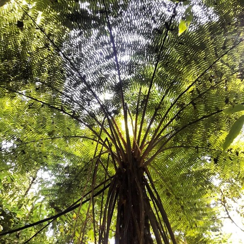 Cyathea fulva observed 2019-04-11