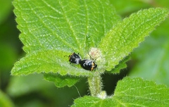 Cosmopepla conspicillaris