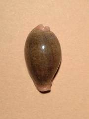 Erronea ovum chrysostoma