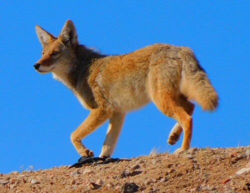 Coyote photographed in New Mexico
