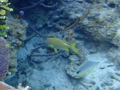 Hypoplectrus unicolor