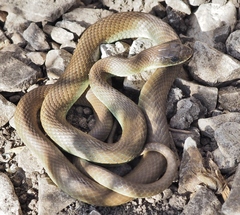Coluber constrictor mormon