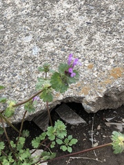 Lamium amplexicaule