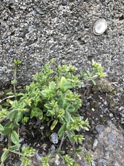Cerastium