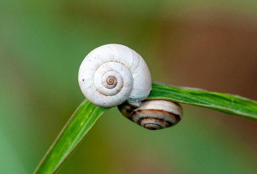 Xeropicta derbentina
