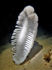 Sarcoptilus grandis