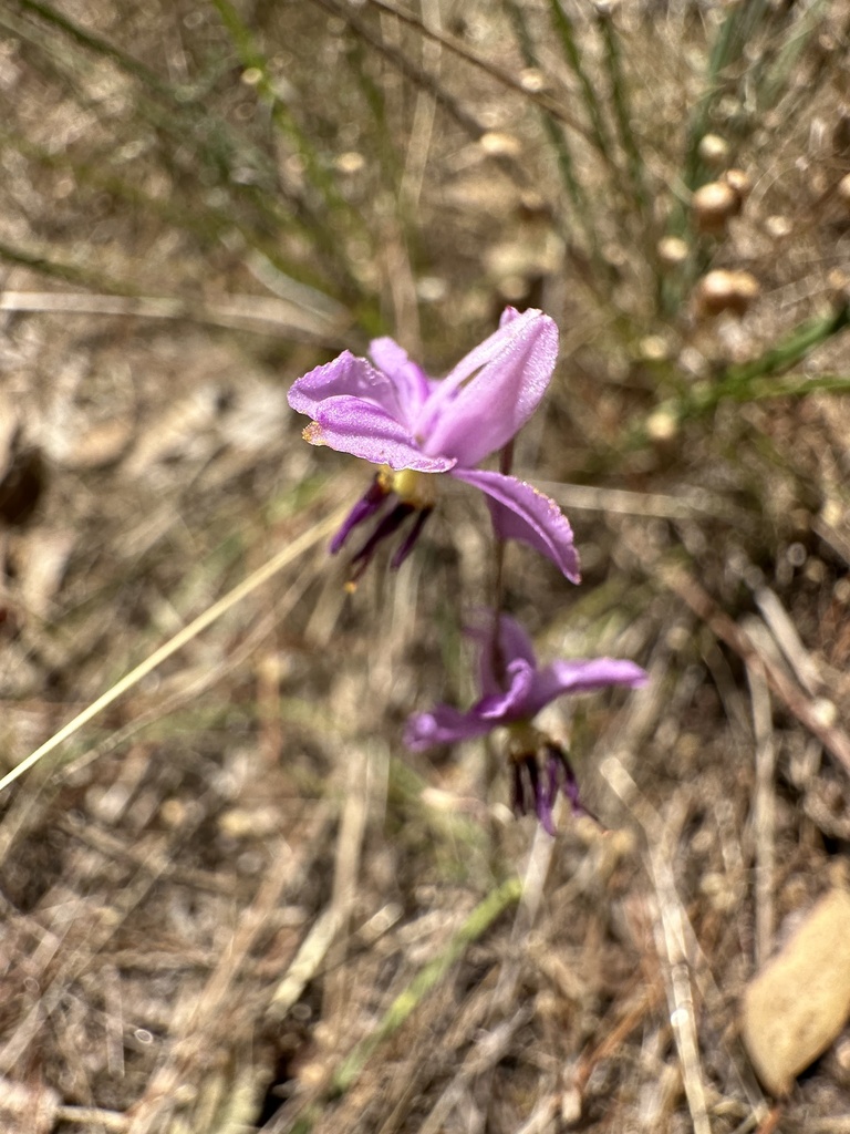 Nodding Chocolate Lily from Castlemaine Botanical Gardens, Castlemaine