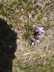 Viola pedata