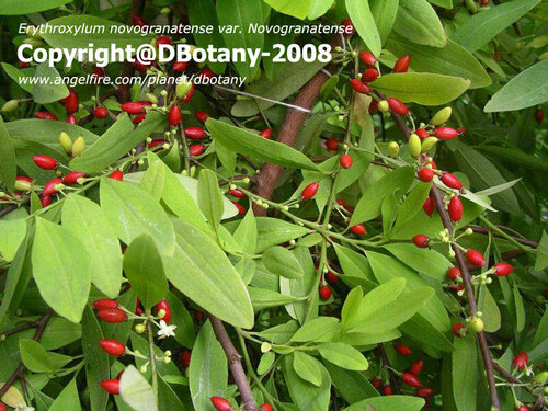 Erythroxylum novogranatense var. novogranatense