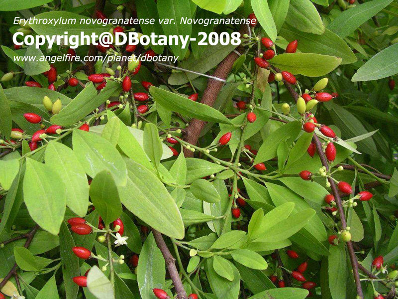 Erythroxylum novogranatense var. novogranatense