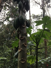 Vasconcellea pubescens