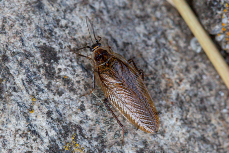 Ectobius ticinus