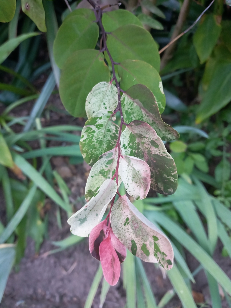 Foto de Planta-fita