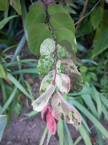 Planta-fita