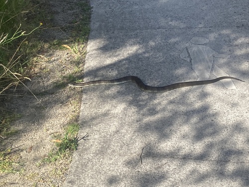 Tiger Snake sighting