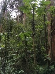 Vasconcellea pubescens