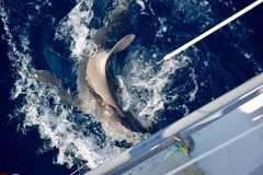 Carcharhinus plumbeus