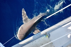 Carcharhinus plumbeus